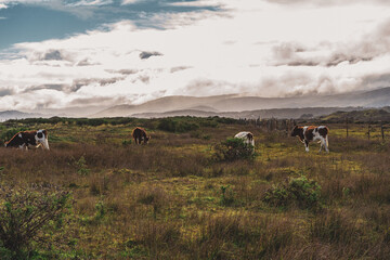 cows in the field on the island of chiloe