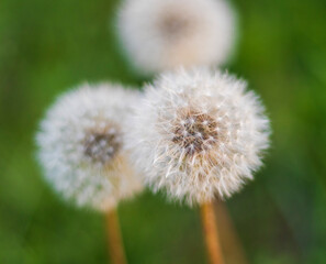 Close up shot of the cute dandelions. Nature