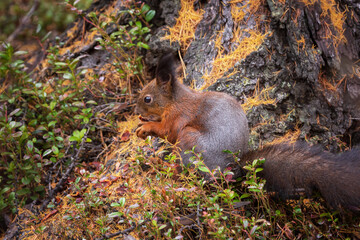 Red squirrel chewing on a pine cone