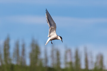 Tern in flight