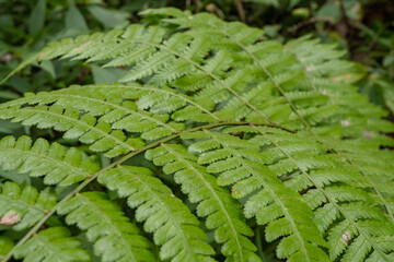 Textured and surface of Eagle fern Pteridium aquilinum green leaf. The photo is suitable to use botanical content media, environmental poster and nature background.