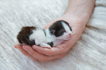 Newborn baby kitten in male hand on white background, love and adopt pet concept
