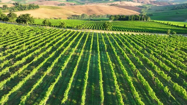 Aerial view of beautiful Italian countryside, Vineyards. Captivating drone footage showcasing vineyards set against a stunning landscape on a clear day in Italy