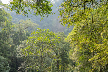 The way on the tropical forest that going to peak mountain when rainy season. The photo is suitable to use for adventure content media, nature poster and forest background.