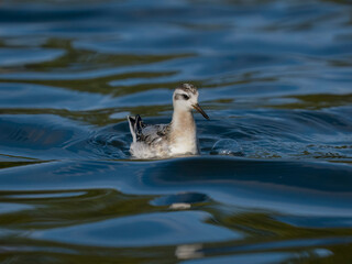 Grey pharalope, Phalaropus fulicarius,