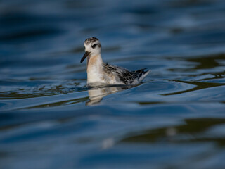 Grey pharalope, Phalaropus fulicarius,