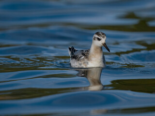 Grey pharalope, Phalaropus fulicarius,