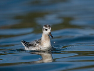 Fototapeta premium Grey pharalope, Phalaropus fulicarius,