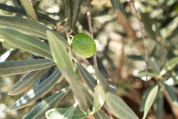 A single green olive grow on the branch olive tree, close-up. Olive background for publication,...