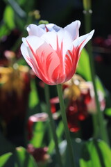 white and red tulip in the garden