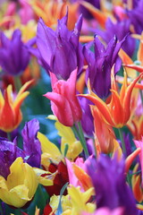 tulips in the garden