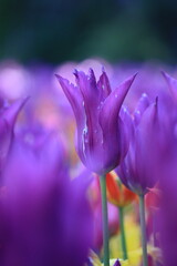 purple tulip flower