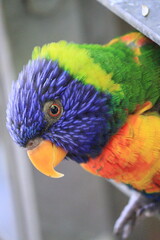 rainbow lorikeet parrot