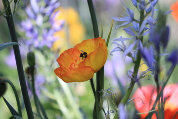 bee on yellow poppy