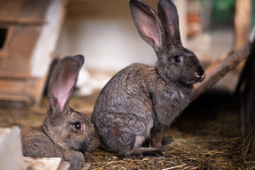 a beautiful grey domestic rabbit is grazing and walking in the enclosure outdoors