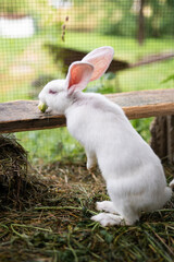 a beautiful white domestic rabbit is grazing and walking outdoors