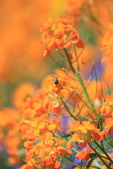 bee on a orange flower
