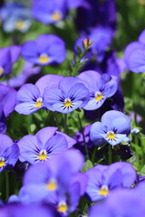 Field of violet pansy