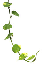 Vine golden pothos leaves isolated on transparent background