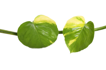 Vine golden pothos leaves isolated on transparent background