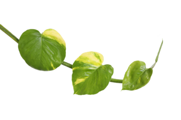 Vine golden pothos leaves isolated on transparent background