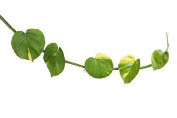 Vine golden pothos leaves isolated on transparent background