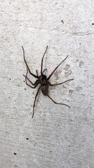 spider on the web © Michael