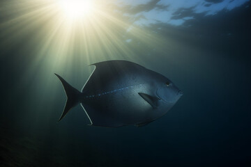 A fish under the light rays generative AI