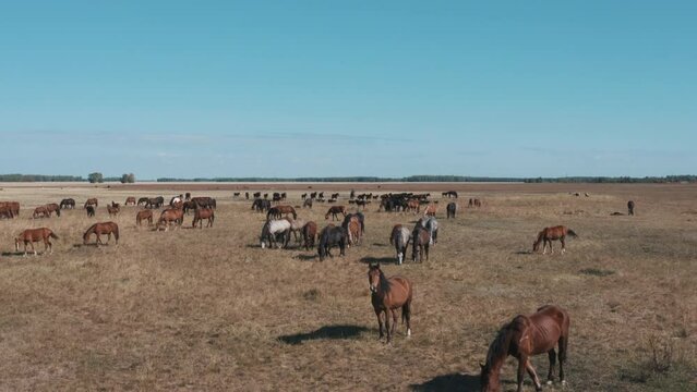 This stock video shows a herd of horses on a pasture in the steppe on a sunny summer day. This video will decorate your projects related to animal husbandry, cattle breeding, horse breeding, pets.
