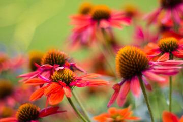 echinacea - coneflowers in the garden - soft focus