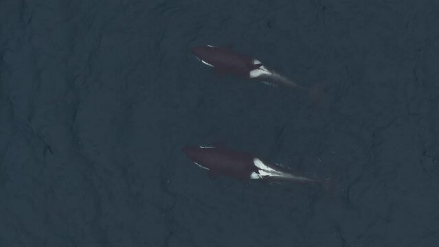 The aerial perspective offers a unique glimpse of orcas hunting and feeding on herring in the northern waters of Norway.