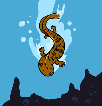 Chinese giant salamander, Andrias davidianus. Salamander vector design