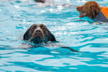 dog swimming in the pool