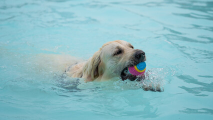 dog swimming in the pool