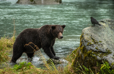 Grizzly bear fishing in stream
