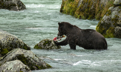 Grizzly bear fishing in stream