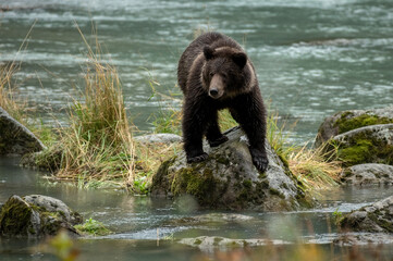 Grizzly bear fishing in stream