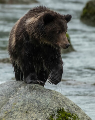 Grizzly bear fishing in stream