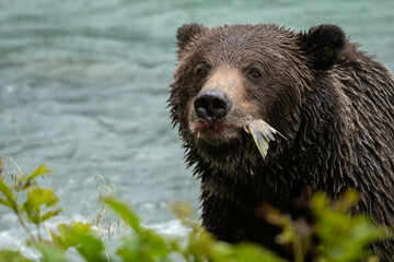 Grizzly bear fishing in stream