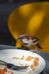 A sparrow at a white plate with half-eaten rice in a street cafe.