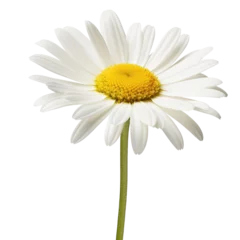 Zelfklevend Fotobehang Lovely daisy flower isolated on white background © Luckygraphics