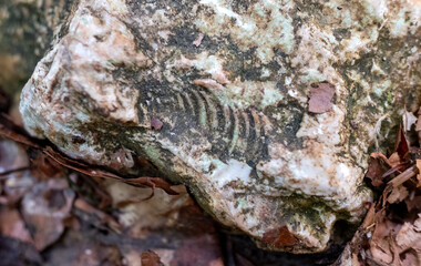 Traces of ancient shells (ammonites) on a stone in the Caucasus mountains