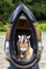 Funny portrait of a norwegian fjord horse looking into a mirror and showing tongue