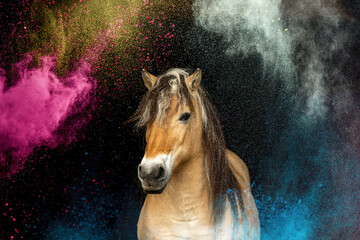 Anti spook training: A horse handling colorful powder after desensitization. Horse with colorful...