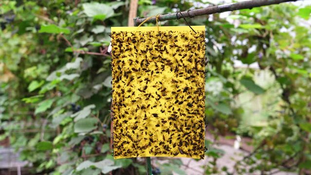 natural pest trap. Pest Management inside the greenhouse using yellow sticker. Eco farming