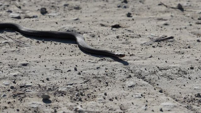 aggressive snake crawling along the sandy road. Snake in nature. Dice snake crawling on road. European viper snake