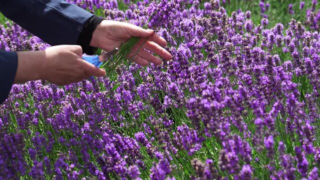 Young girl cuts lavender with secateurs. Gardening concept - young woman with pruner cutting and picking lavender flowers at summer garden.