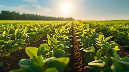 Agricultural soy plantation on sunny day - Green growing soybeans plant against sunlight