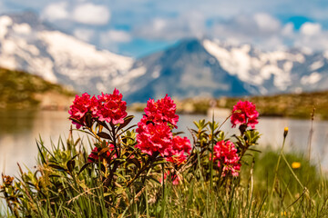Rhododendron ferrugineum, alpenrose, on a sunny summer day at Lake Klaussee, Mount Klausberg, Ahrntal valley, Pustertal, Trentino, Bozen, South Tyrol - obrazy, fototapety, plakaty