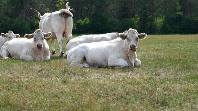 Captivating Charolais cattle grazing. Majestic French Charolais cows gracefully roaming in a picturesque meadow on a sunny day.